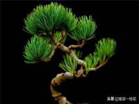 玉林市桑芫平科技有限公司