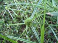 玉林市桑芫平科技有限公司